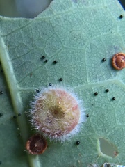 Neuroterus umbilicatus