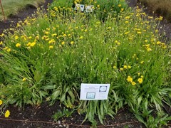 Microseris laciniata