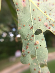 Neuroterus umbilicatus