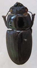 Dorcus curvidens curvidens