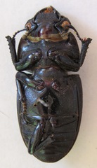 Dorcus curvidens curvidens