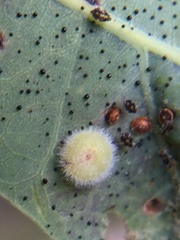 Neuroterus umbilicatus