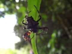 Verrucosa scapofracta