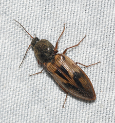 Stropenron hieroglyphica