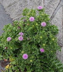Cirsium maritimum