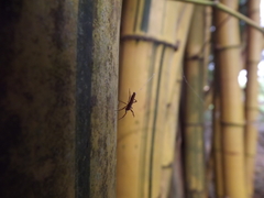 Micrathena plana