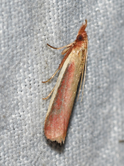 Peoria approximella