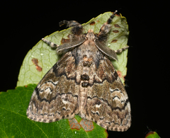 Dasychira plagiata