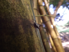 Micrathena plana