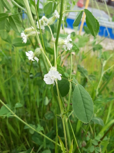 Silene dichotoma iNat (1)