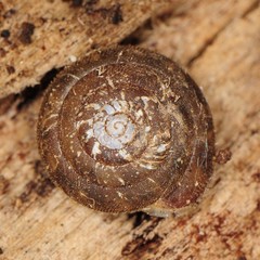 Euchemotrema