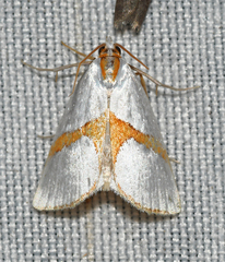 Vaxi auratellus