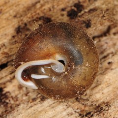 Euchemotrema