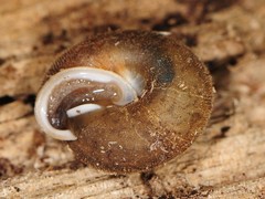 Euchemotrema