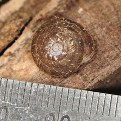 Euchemotrema