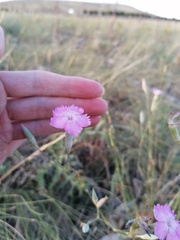 Dianthus tarentinus