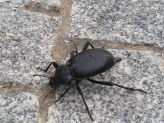 Blaps lusitanica