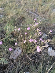 Dianthus tarentinus
