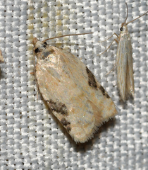 Acleris simpliciana