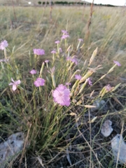 Dianthus tarentinus