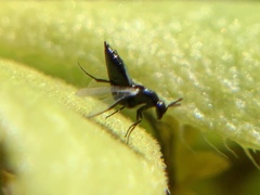 Elasmus