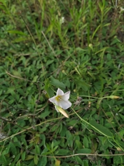 Convolvulus arvensis