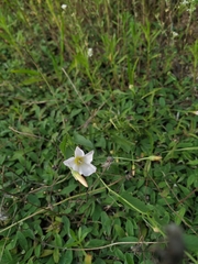 Convolvulus arvensis