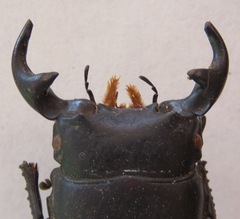 Dorcus curvidens curvidens