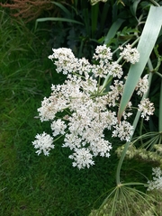 Heracleum sphondylium