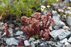 Sedum atratum