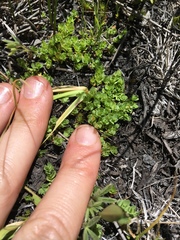 Psilocarphus tenellus