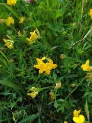 Lotus corniculatus