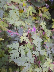 Geranium robertianum
