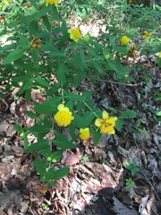 Hypericum frondosum