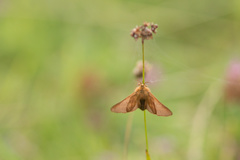 Malacosoma alpicolum