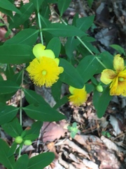 Hypericum frondosum