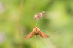 Malacosoma alpicolum