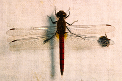 Trithetrum navasi