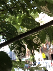 Xanthogaleruca luteola