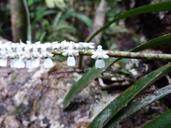 Listrostachys pertusa image