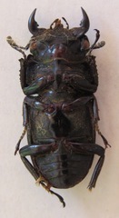 Dorcus curvidens curvidens