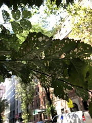 Xanthogaleruca luteola