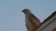 Buteo jamaicensis