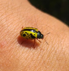 Calligrapha fulvipes