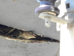 Passer domesticus