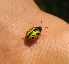 Calligrapha fulvipes