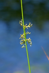 Juncus inflexus
