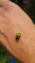 Calligrapha fulvipes