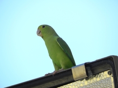 Forpus