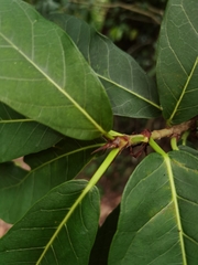 Ficus costaricana
